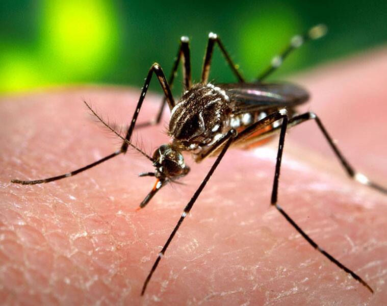 how to prevent entyof dengue mosquito into house