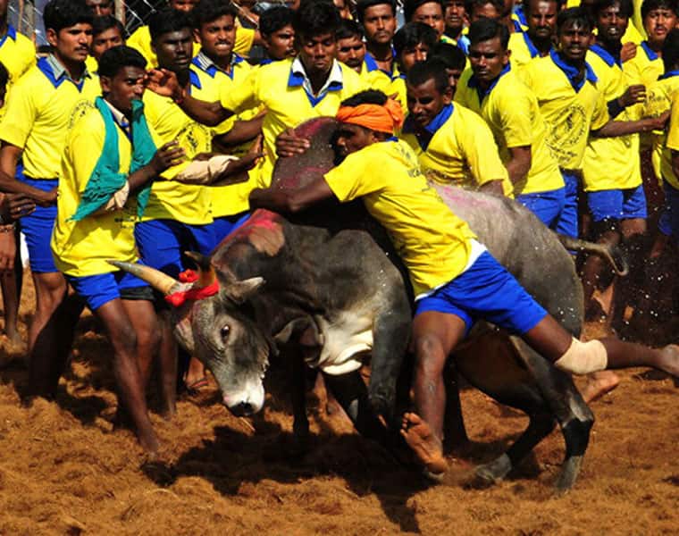 Jallikattu should be seen as a sport Sadhguru equates bull taming to cricket