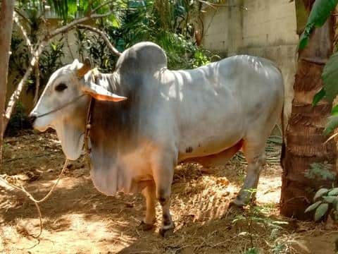 Muzaffarnagar: 8 injured in clashes after bull damages standing crop