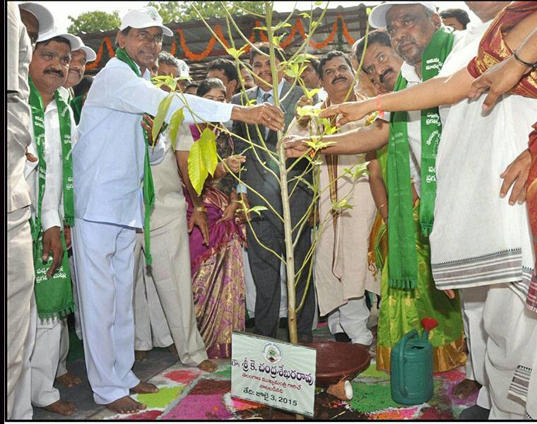 Finally a success story emerges from KCR saplings