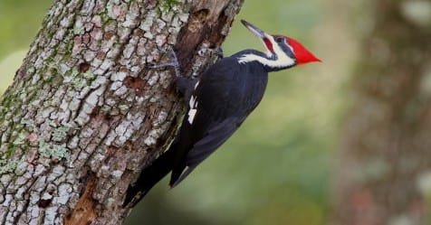 Woodpecker Fights 10-Foot Snake To Save Her Eggs In Chilling Video