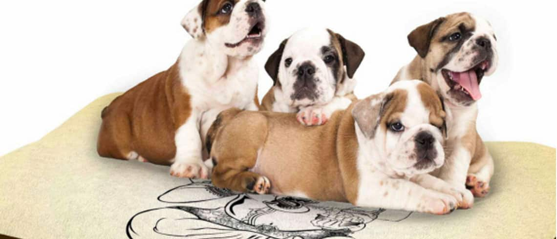 Decor company faces backlash for using Lord Ganesha on dog beds