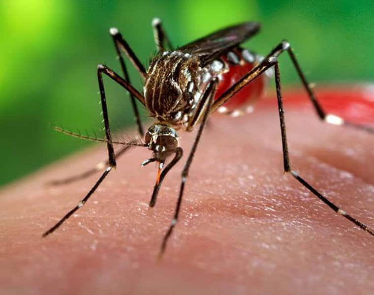 Zika virus Rajasthan Uttar Pradesh alert airports fever symptoms World Health Organisation