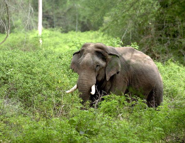 Stay away from elephant corridors warns experts and forest officials