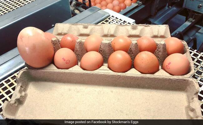 Man Finds Giant Egg Three Times Bigger Than Usual