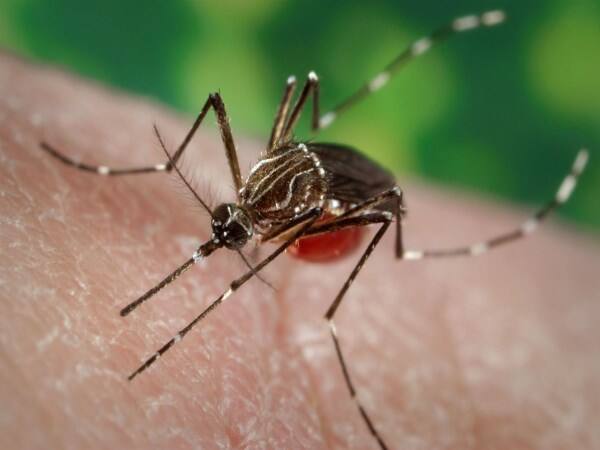 do you know whether there is a chance to get dengue 2nd time