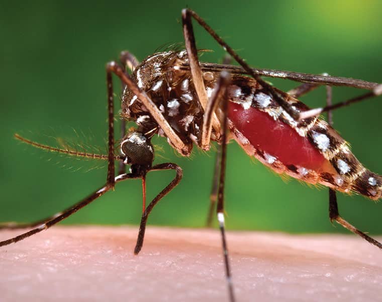 dengue will affect again with  more complications