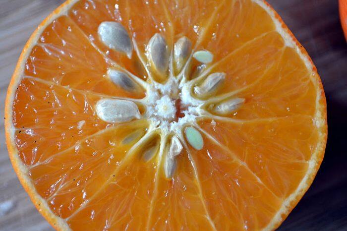 Is Swallowing Orange Seeds Bad For Your Health