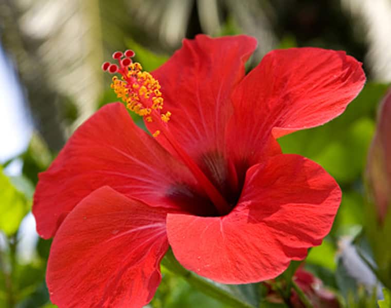 easy tips to use hibiscus for hair care