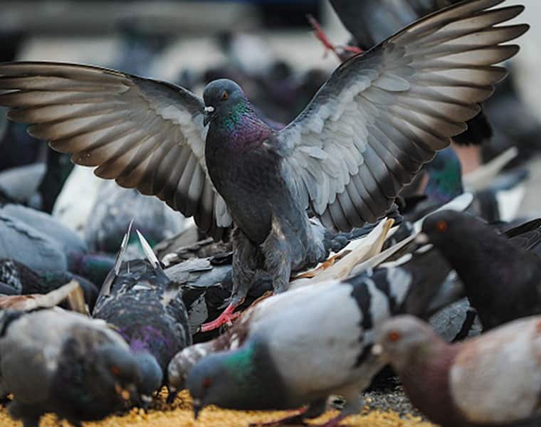 Pigeon menace Bengaluru Wildlife experts warn of poop hazards