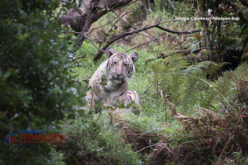 This rare sighting of a pale tiger in Nilgiris by Bengaluru based wildlife photographer is turning heads on social media