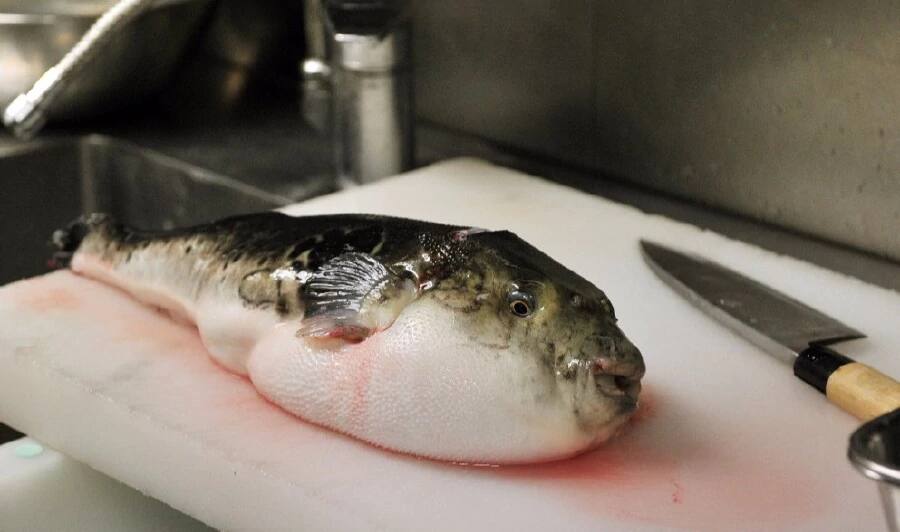 fugu fish flub prompts emergency warning