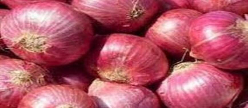 double century rate for onion