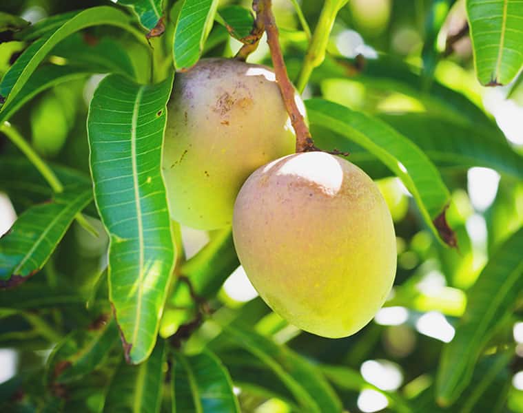 mango leaf benefits