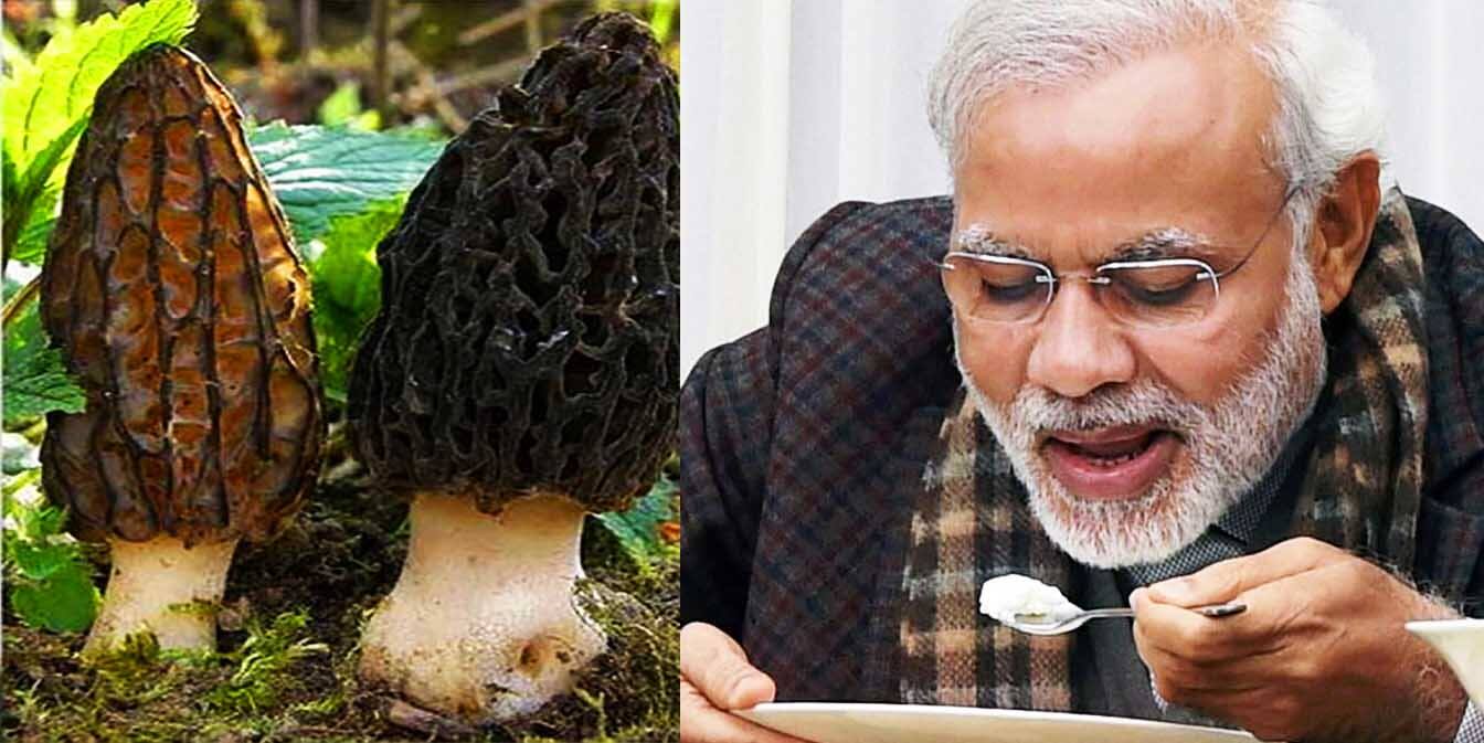 Revealed PM Modi Keeps Himself Healthy by Eating These Mushrooms Which Cost Rs 30000 per Kg