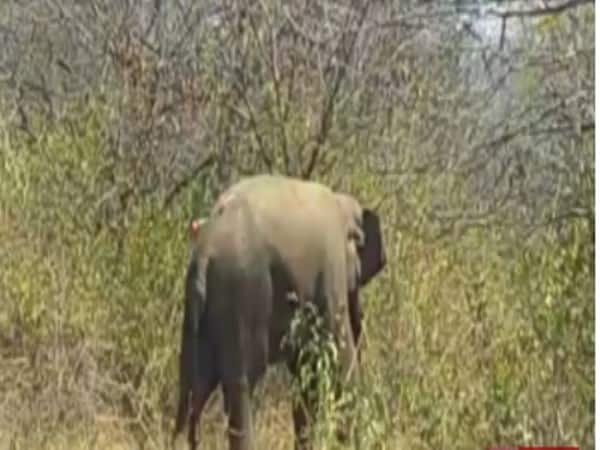 elephant died when tried to cross a trench