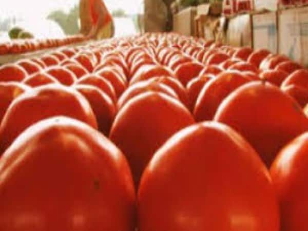 Selling tomatoes at pannai pasumai kadai to control inflation