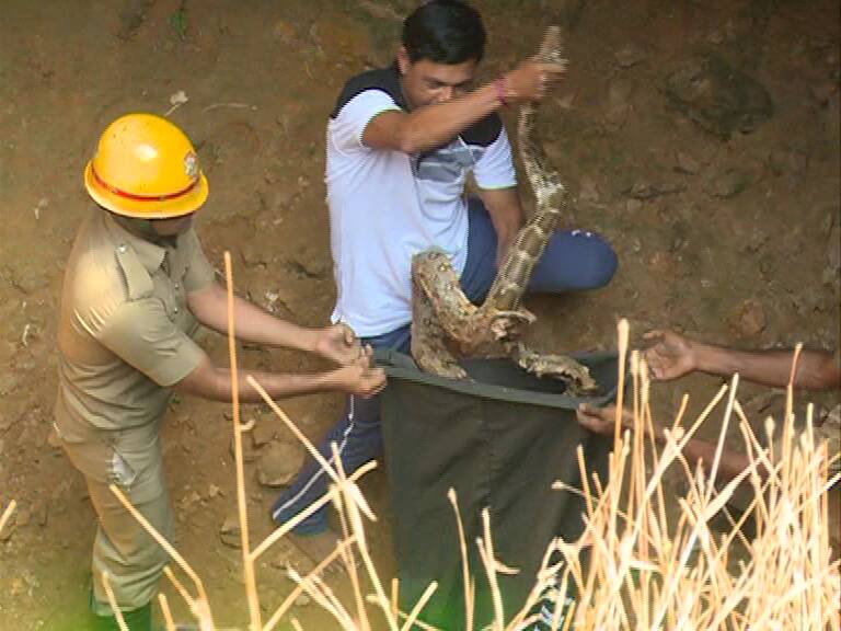 A Pair of Pythons Rescued in Udupi