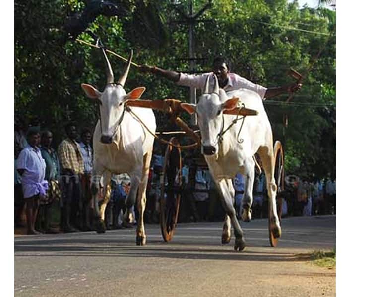 Bullock cart owner fine  under the new Motor Vehicles Act