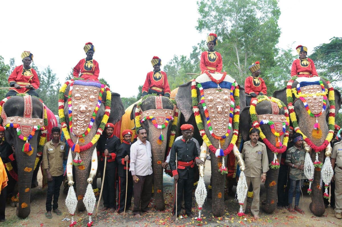 Everything you want to know about the Dasara elephants