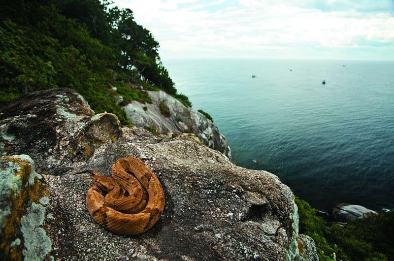 Snake island in Brazil