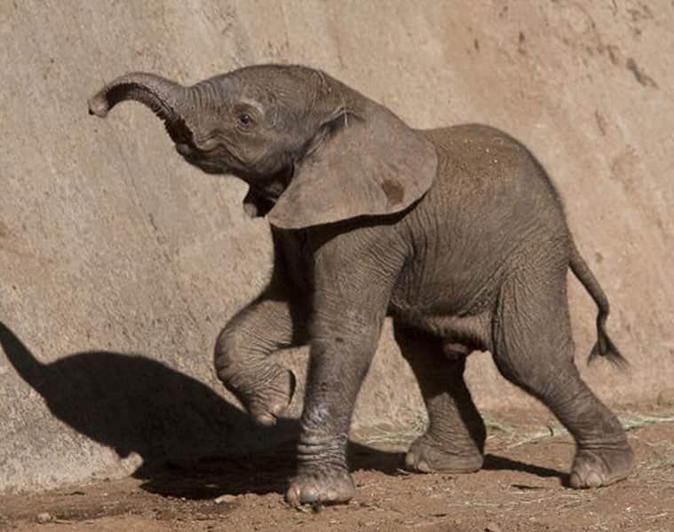 Endangered pygmy elephant shot dead in Borneo, revenge for destroying crops