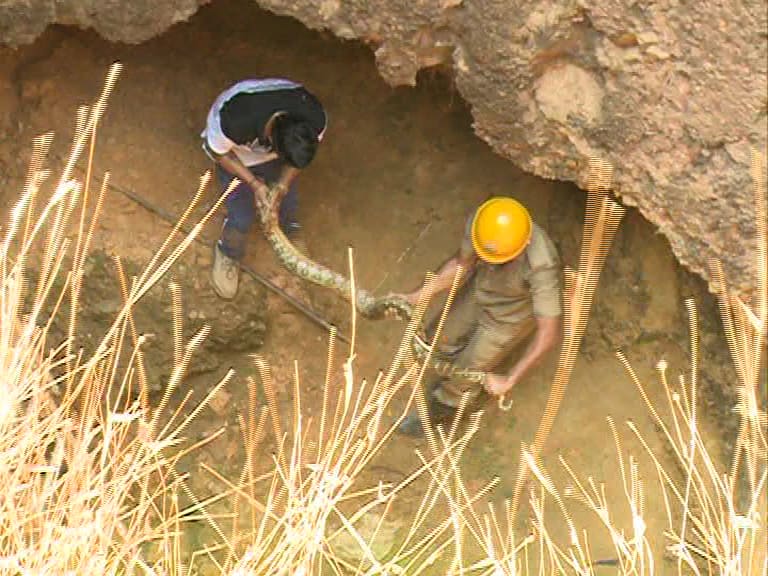 A Pair of Pythons Rescued in Udupi