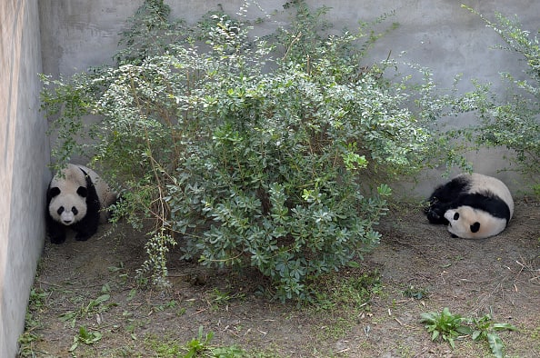 Giant pandas China zoo language