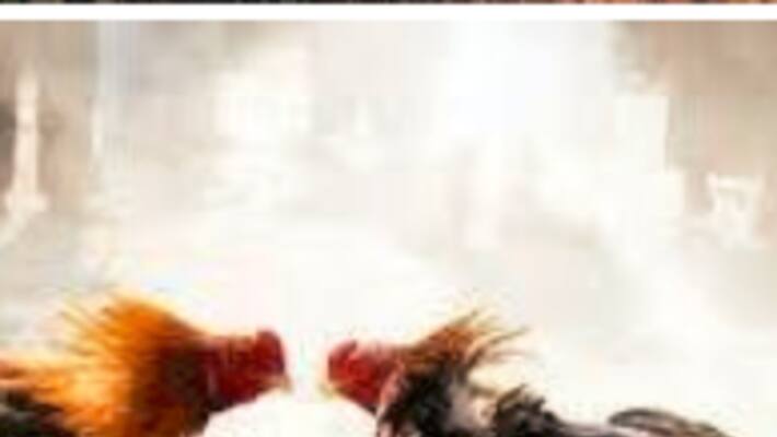 sankranti 2023 Cock fight begins in andhra godavari districts sankranti 2023 Cock fight begins in andhra godavari districts