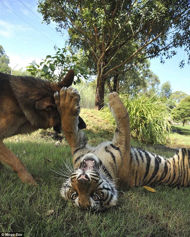 The German Shepherd and the tiger who have been besties since birth