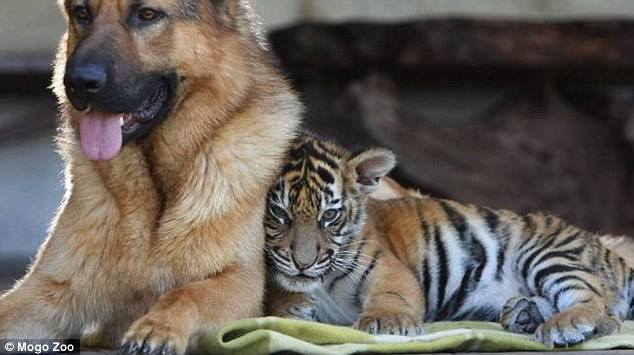 The German Shepherd and the tiger who have been besties since birth
