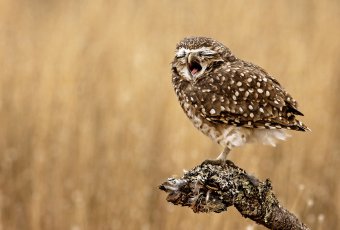 funny animal photography