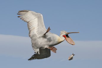 funny animal photography