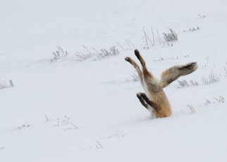 funny animal photography