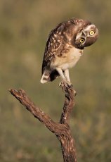 funny animal photography