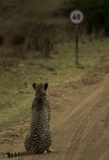 funny animal photography