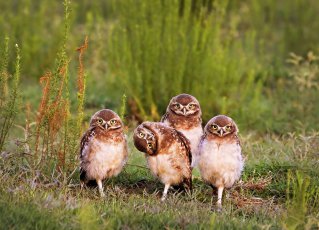 funny animal photography