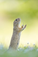 funny animal photography