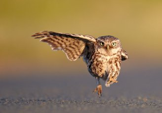 funny animal photography