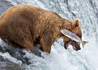 funny animal photography