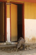 funny animal photography