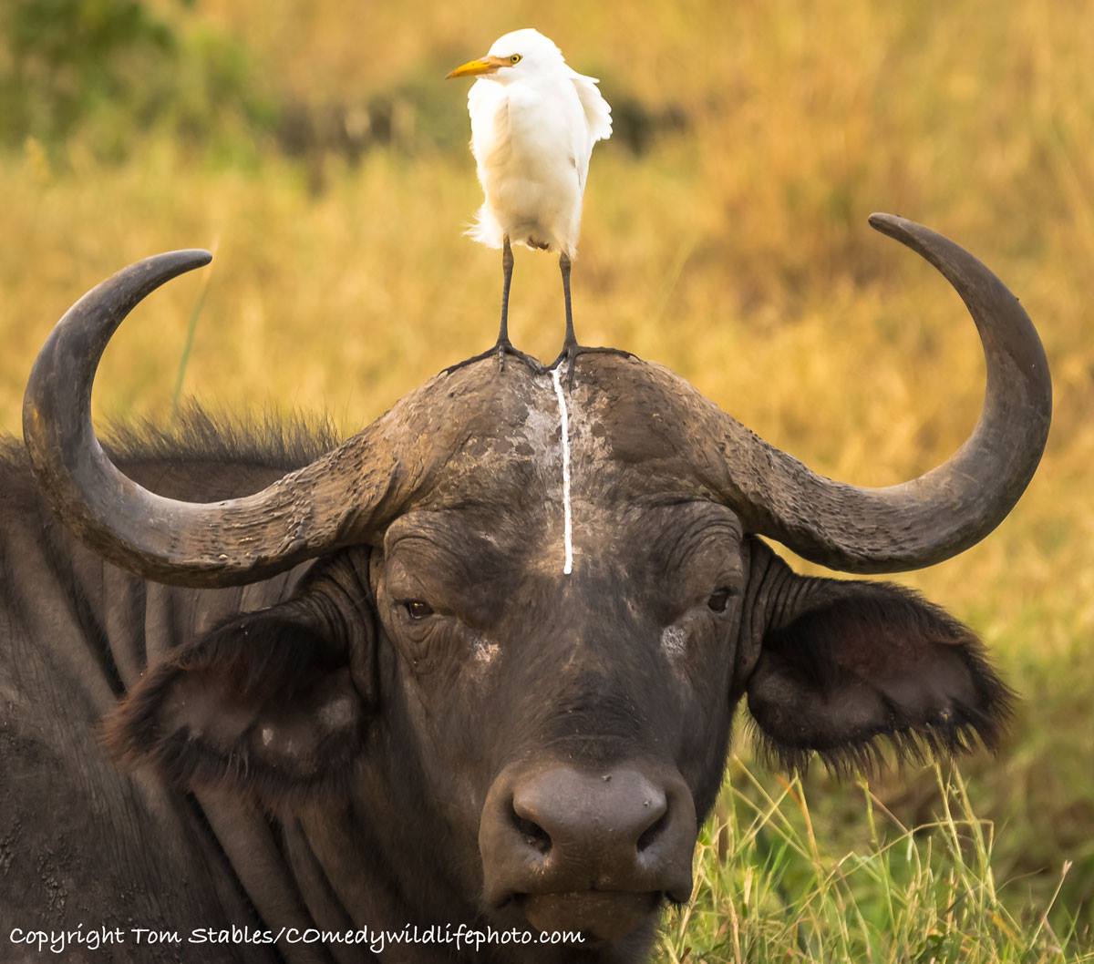 funny animal photography