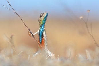 funny animal photography