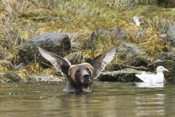 funny animal photography
