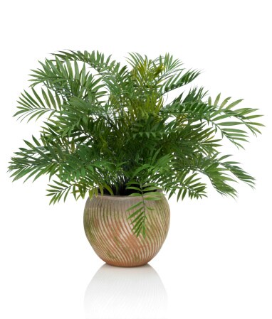 అరిక పామ్ (areca palm) : కొబ్బరి చెట్టులా అనిపించే ఈ మొక్కతో ఇల్లు మరింత అందంగా మారుతుంది. అతి తక్కువ వెలుతురు దీనికి సరిపోతుంది. మొక్కను పట్టించుకోవాల్సిన అవసరం లేదు. ఇంట్లో ఉండే ఆక్సిజన్ స్థాయిల్ని పెంచుతుంది.