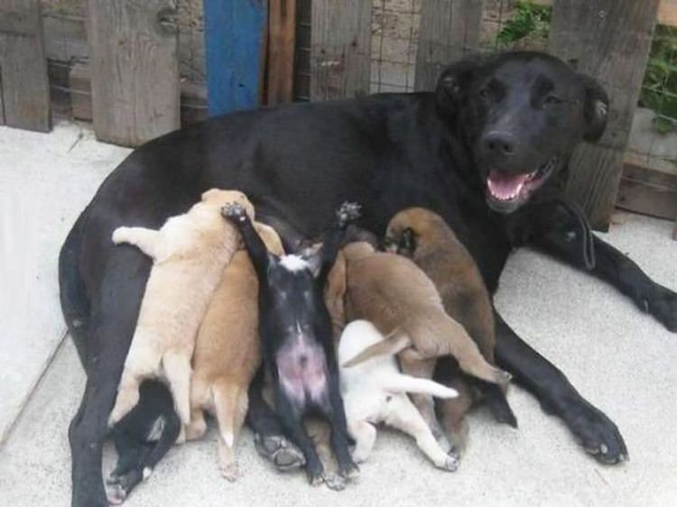 Pics of the day Proud moms with their babies
