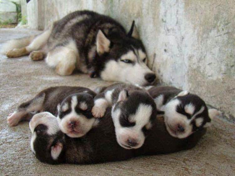 Pics of the day Proud moms with their babies
