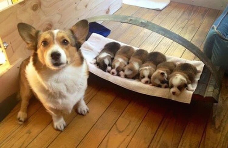 Pics of the day Proud moms with their babies