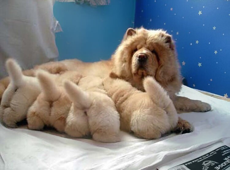 Pics of the day Proud moms with their babies