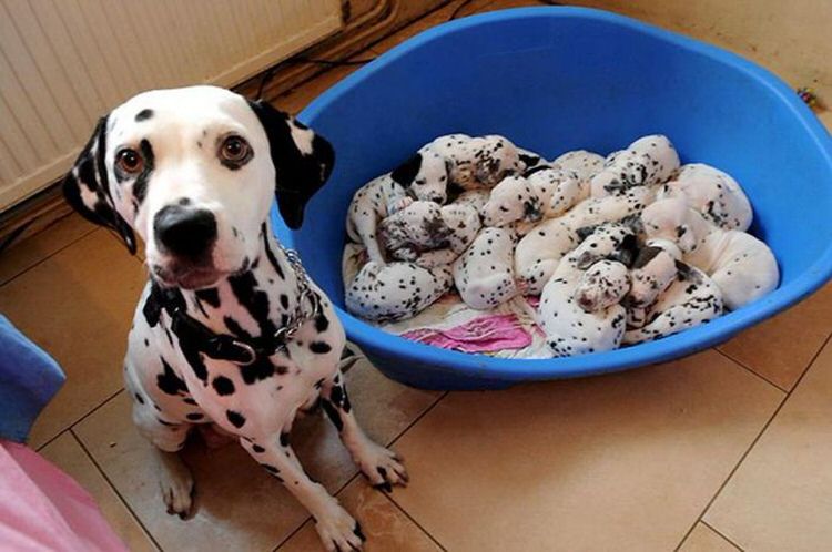 Pics of the day Proud moms with their babies